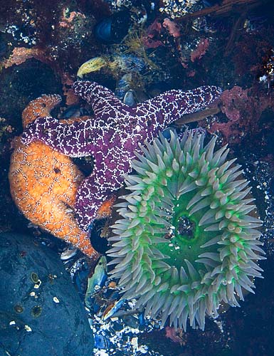 Anemone and Stars