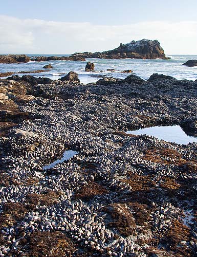 Mussel Beds