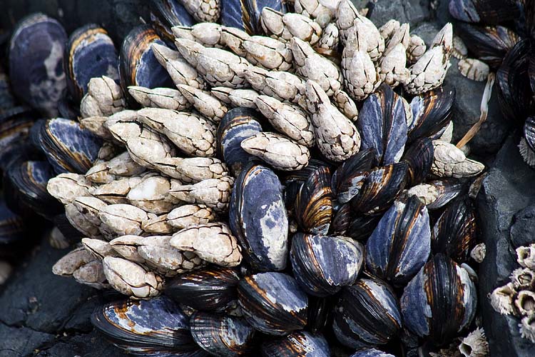 Barnacles