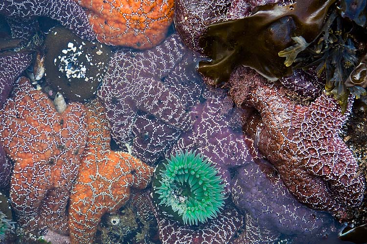 Busy Pool