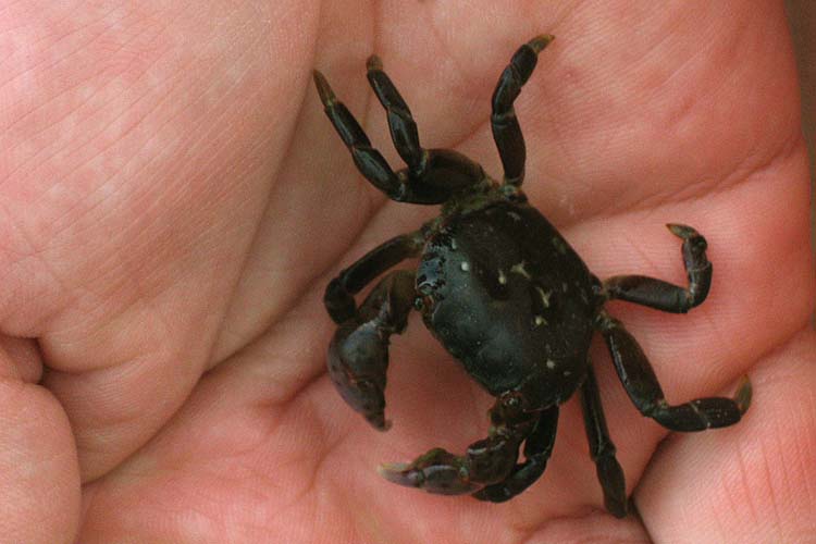 Tiny Crab
