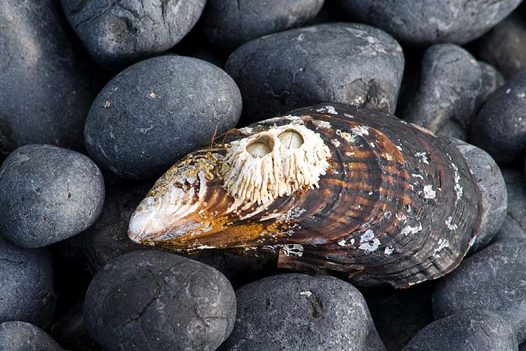 Barnacles  