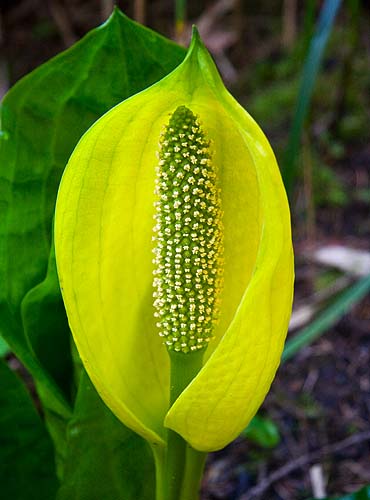 Skunk Cabbage