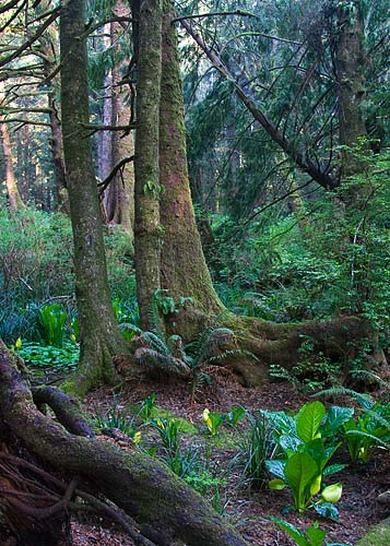 Mossy Forest