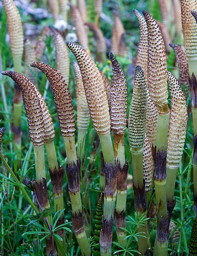 Primitive Plants