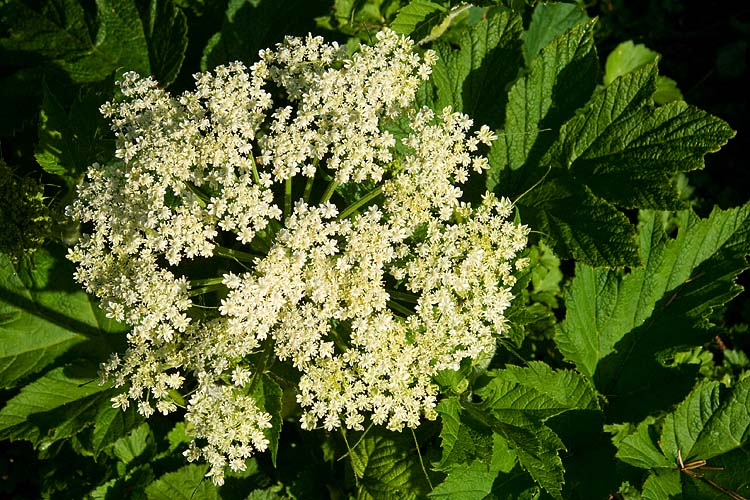 Cow Parsnip