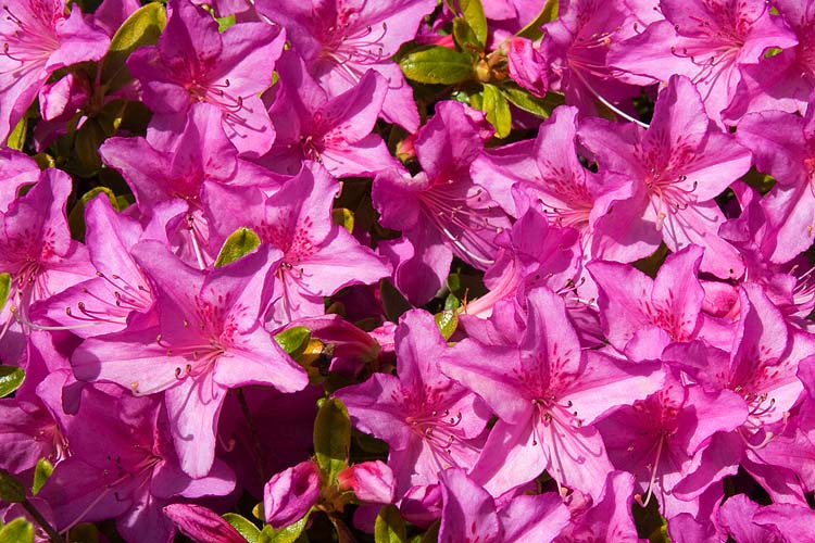 Pink Azaleas