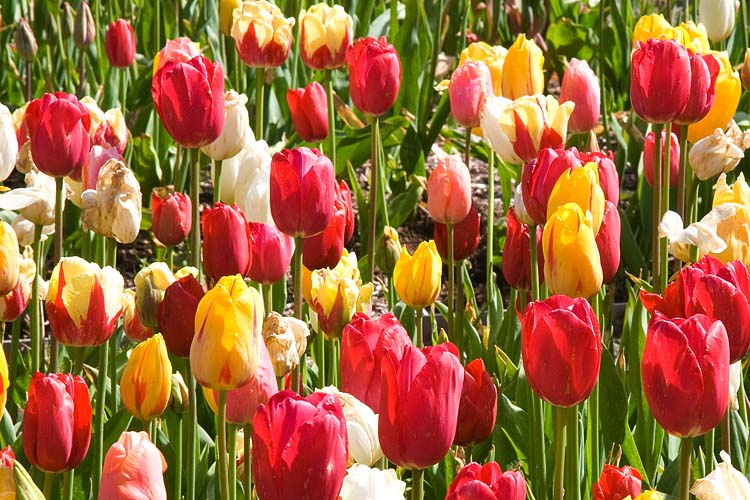 Tulips