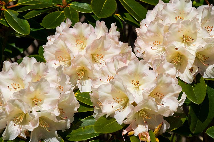 Rhododendrons