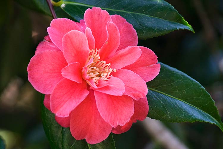 Camellia