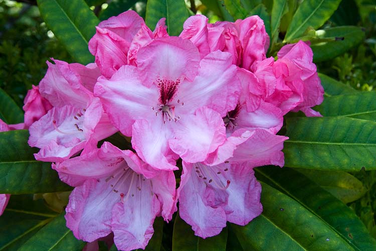 Pink Rhododendron