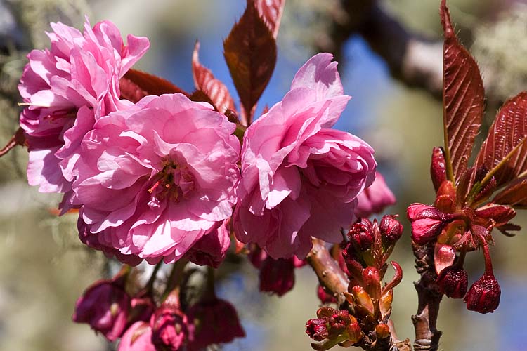 Japanese Cherry