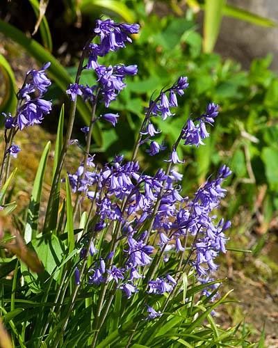 Blue Bells