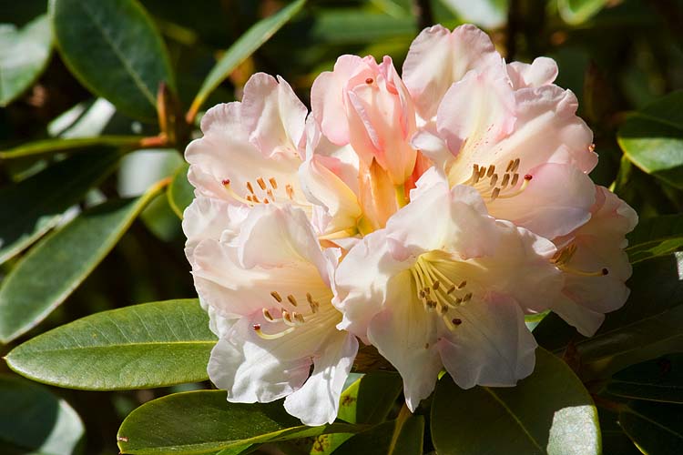 Pale Rhododendron
