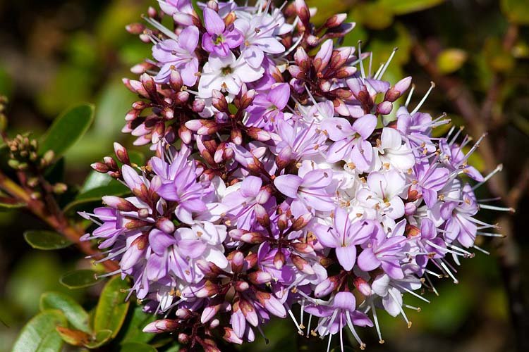 Purple Blossoms