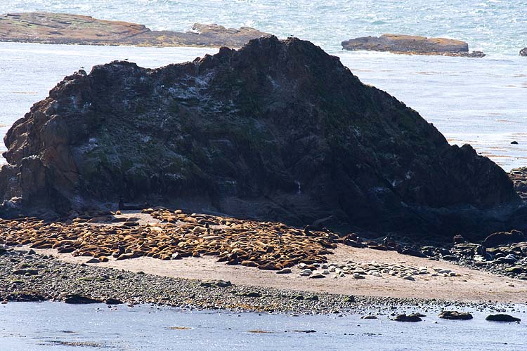 Shell Island