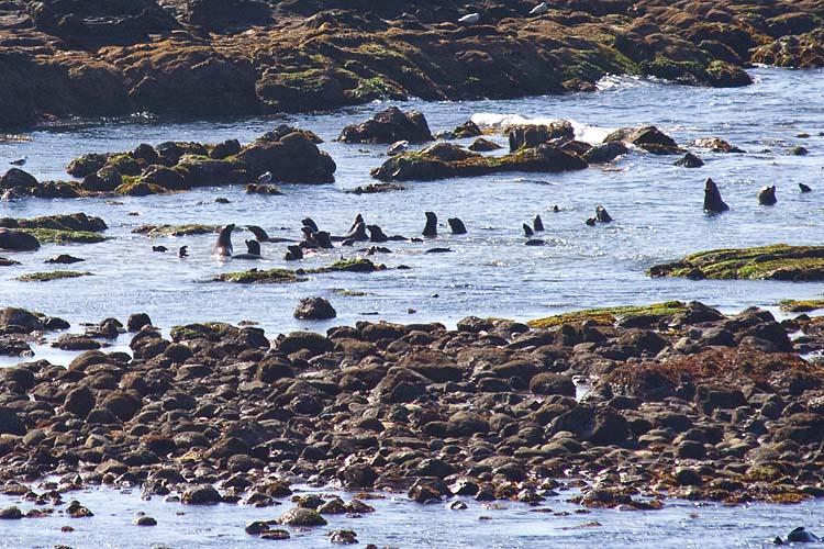 Frolicking At Low Tide