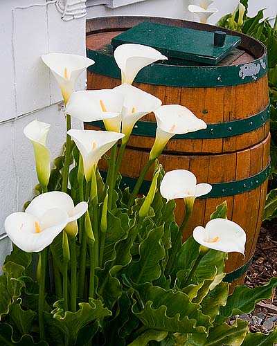 Calla Lilies