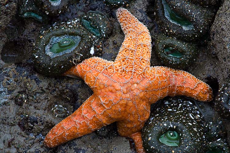 Sea Star 