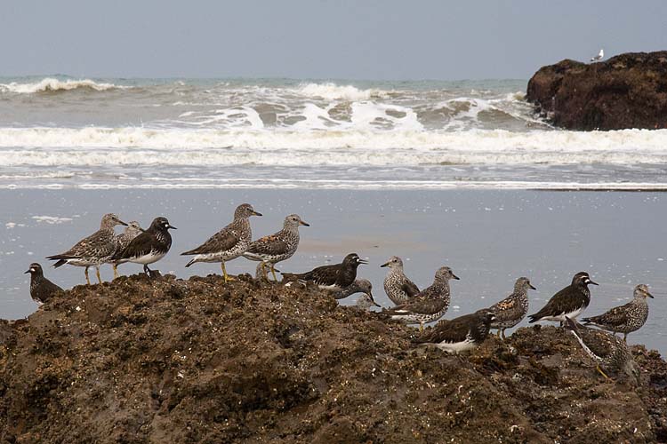 Sand Pipers