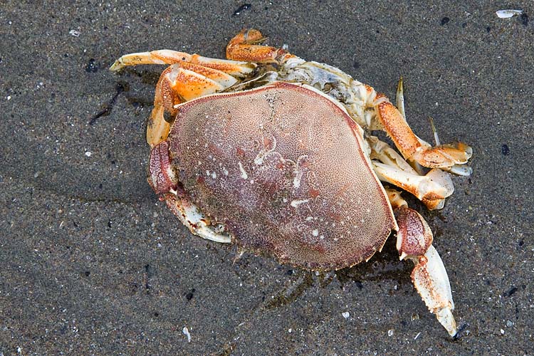 Crab  