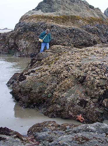 Looking For Sea Stars