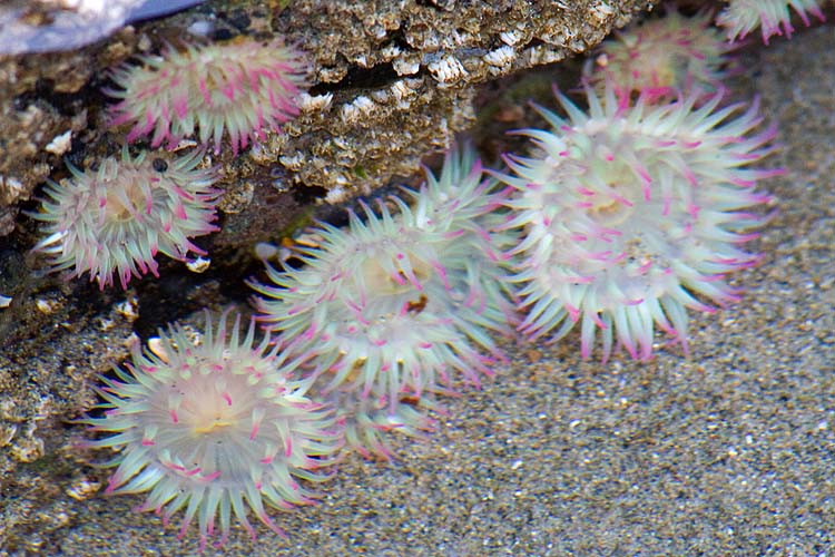 Tiny Anemones