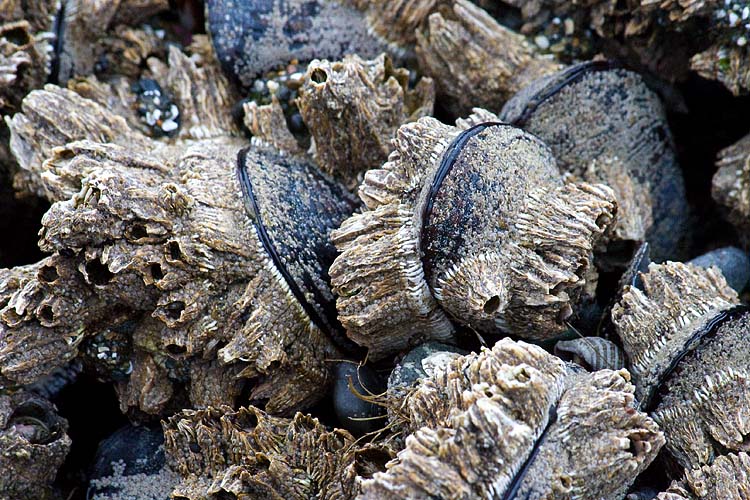 Barnacle Encrusted
