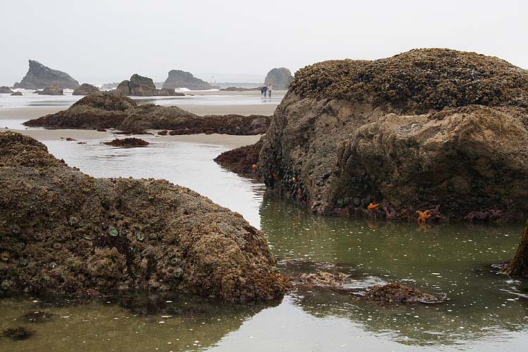 Tidal Flats