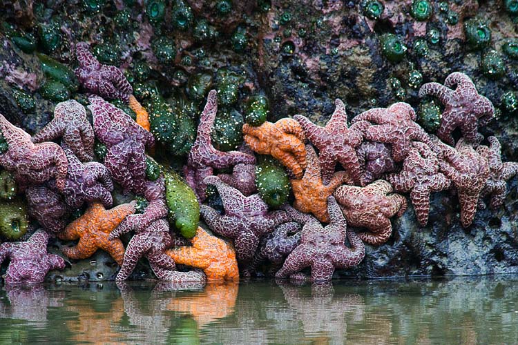 Sea Stars