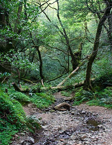 Into the Woods