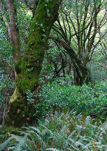 Maples, Myrtles and Ferns
