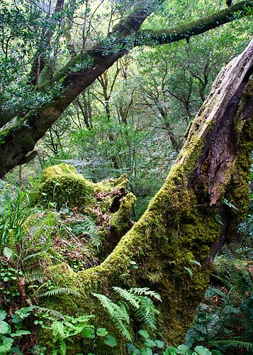 Moss-Covered Log