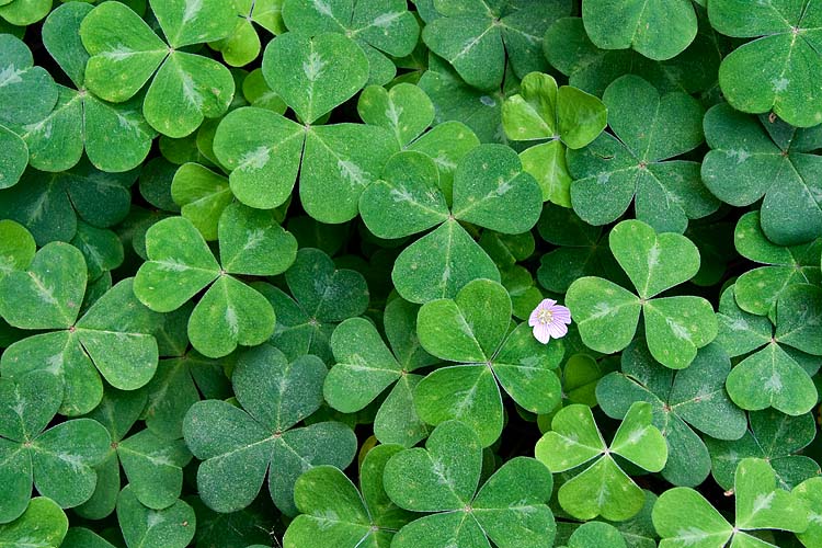 Green Carpet
