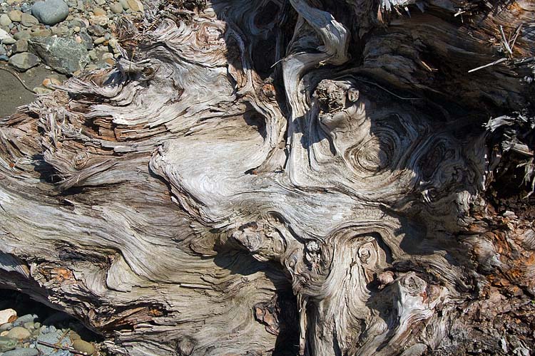Gnarly Driftwood