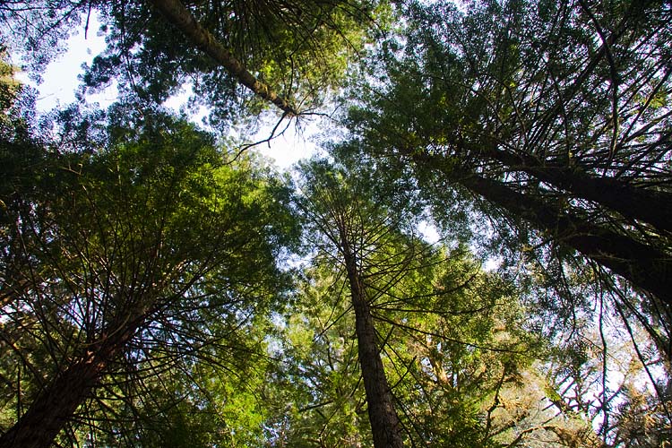 Forest Canopy
