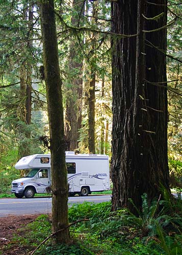 Tall Trees