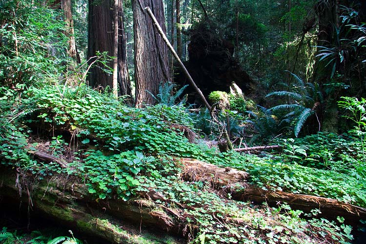 Forest Floor