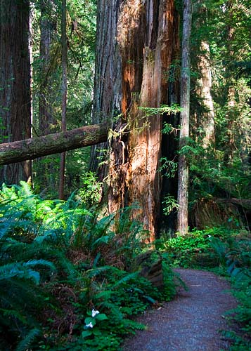 Into the Forest