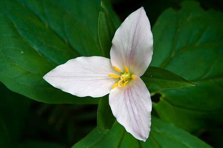 Trillium 