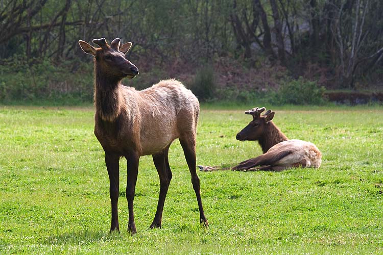 Elk  