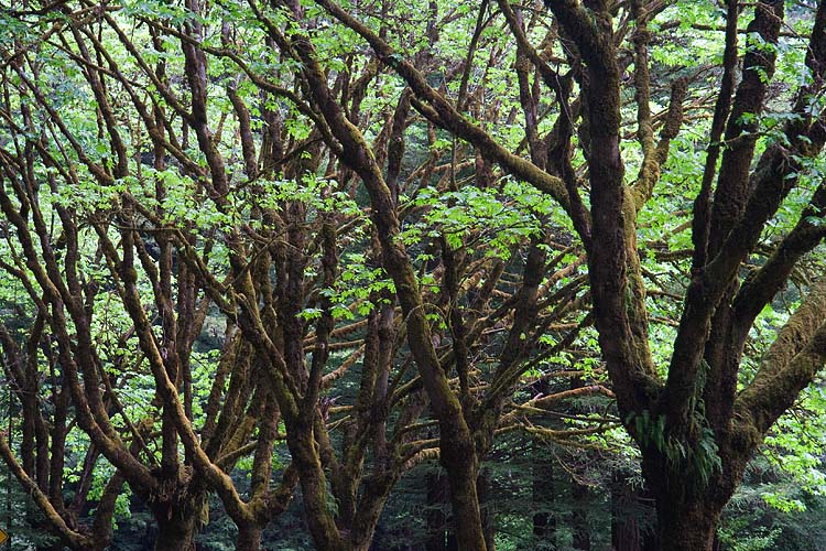Mossy Trees
