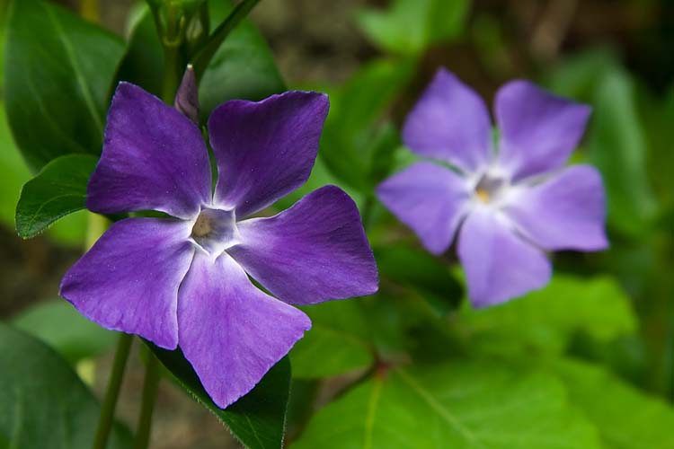 Blue Flowers