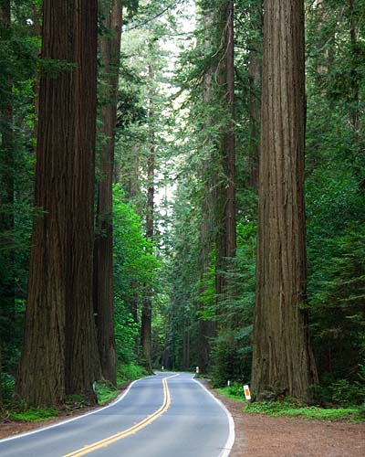 Winding Through the Trees