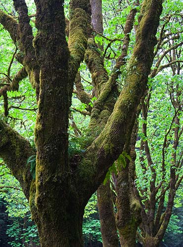 Mossy Maple