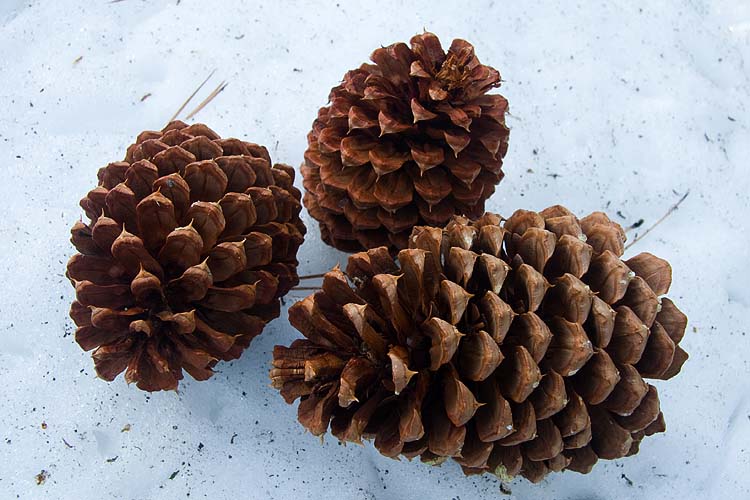Pine-Cones in the Snow