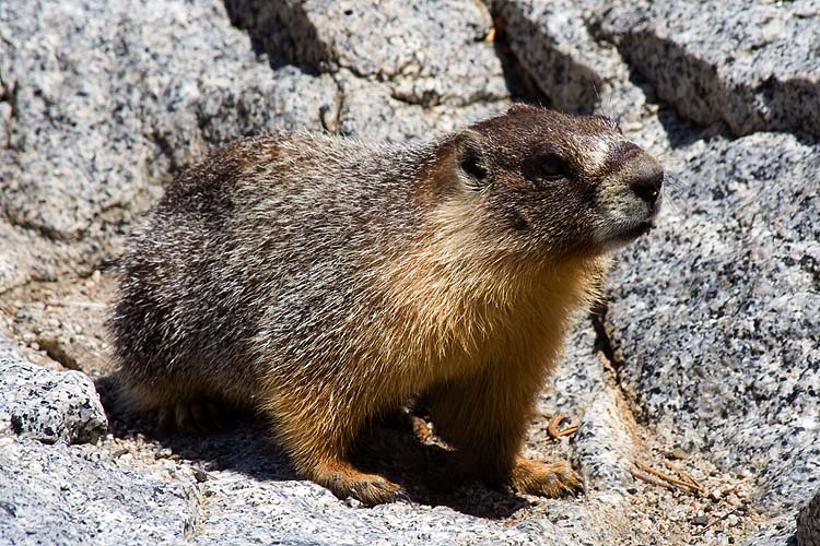 Marmot