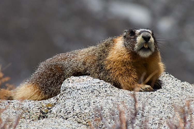Marmot In the Sun