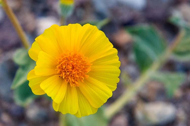 Desert Sunflower