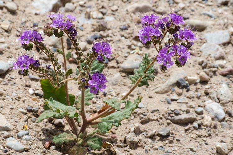 Scorpionweed